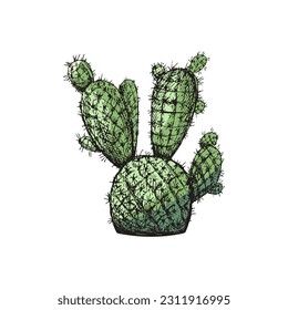 Hand drawn colored vector sketch of a cactus. Isolated element for design. Vintage illustration. Element for the design of labels, packaging and postcards. Monochrome drawing. 