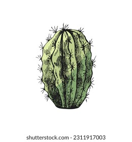 Hand drawn colored vector sketch of a cactus. Isolated element for design. Vintage illustration. Element for the design of labels, packaging and postcards. Monochrome drawing. 