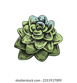 Hand drawn colored vector sketch of a succulent. White element isolated on chalkboard background. Vintage illustration. Element for the design of labels, packaging and postcards. 