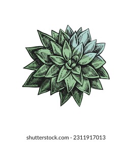 Hand drawn colored vector sketch of a succulent. White element isolated on chalkboard background. Vintage illustration. Element for the design of labels, packaging and postcards. 
