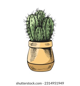 Esbozo vectorial de color dibujado a mano de un cactus en una olla. Elemento aislado para el diseño. Ilustración vintage. Elemento para el diseño de etiquetas, embalajes y postales.