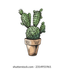 Hand drawn colored vector sketch of a cactus  in a pot. Isolated element for design. Vintage illustration. Element for the design of labels, packaging and postcards.