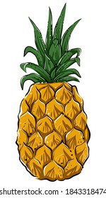 Hand drawn colored vector of whole pineapple