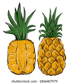 Hand drawn colored vector of whole and half pineapple