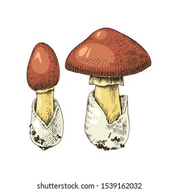 Hand drawn colorful amanita caesarea mushroom. vector illustration