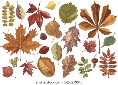 Hand drawn colorful autumn leaves set. 22 unique objects. Vector illustration in retro style