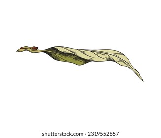 Hand drawn colorful bay leaf sketch style, vector illustration isolated on white background. Decorative design element, aromatic culinary spice, organic food product, condiment