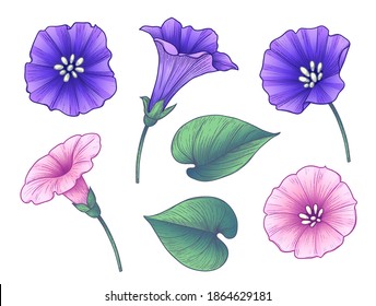 Hand drawn colorful bindweed flowers and leaves isolated on white background. Pink and purple flowers vector elegant floral set in vintage style.