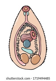 Hand drawn colorful black outline trematode anatomy vector illustration isolated on a white background. Animal and human body parasites concept.