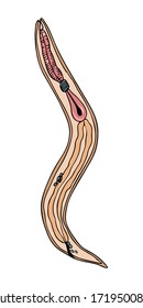 Hand drawn colorful black outline nematoda strongiloid warm anatomy vector illustration isolated on a white background. animal and human body parasites concept.
