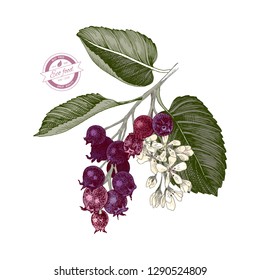 Hand drawn colorful branch of shadberries. Vector illustration