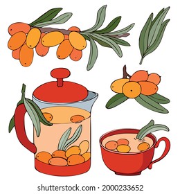 Hand drawn colorful branches of sea buckthorn. Vector illustration. Image of a teapot, glass, brewed tea from orange berries.