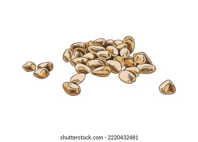 Hand drawn colorful bunch of basil seeds sketch style, vector illustration isolated on white background. Black outline decorative design element, engraved, natural organic plant