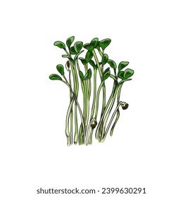 Hand drawn colorful bush or rape micro-green sprouts sketch style, vector illustration isolated on white background. Decorative design element, natural organic plant, healthy food