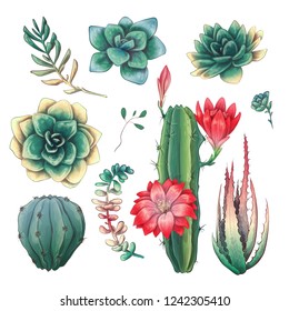 Hand drawn colorful cactuses and succulent set. Houseplant, cactus, tropical plants.