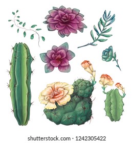 Hand drawn colorful cactuses and succulent set. Houseplant, cactus, tropical plants.