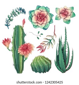 Hand drawn colorful cactuses and succulent set. Houseplant, cactus, tropical plants.