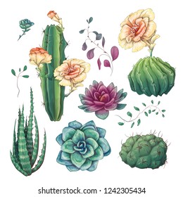 Hand drawn colorful cactuses and succulent set. Houseplant, cactus, tropical plants.