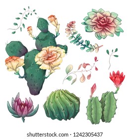 Hand drawn colorful cactuses and succulent set. Houseplant, cactus, tropical plants.
