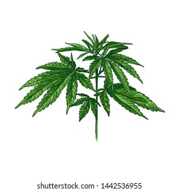 Hand Drawn Colorful Cannabis Plant. Isolated Sketch Of Marijuana Twig. Vector Illustration.