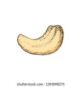 Hand drawn colorful cashew nut isolated on white background. Vector illustration