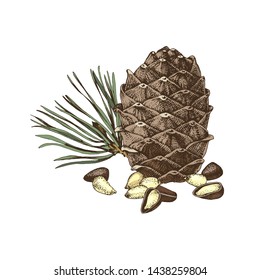 Hand drawn colorful cedar bump and pine nuts . Vector illustration
