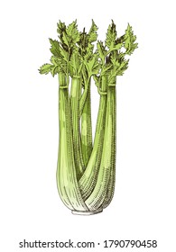Hand drawn colorful celery plant. Fresh vegetable. Sketched vector illustration