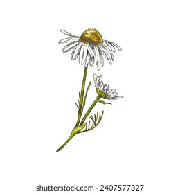 Hand drawn colorful chamomile flowers on stem sketch style, vector illustration isolated on white background. Decorative design element, nature and environment, cute field flower