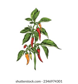 Hand drawn colorful chili peppers hanging on stem sketch style, vector illustration isolated on white background. Decorative design element, organic plant, natural spicy product