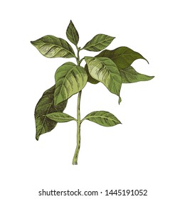 Hand drawn colorful coffee seedling. Vector illustration