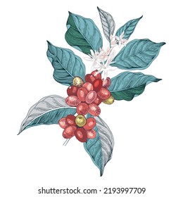Hand drawn colorful coffee tree branch
