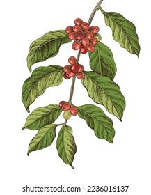Rama de árbol de café colorida dibujada a mano
