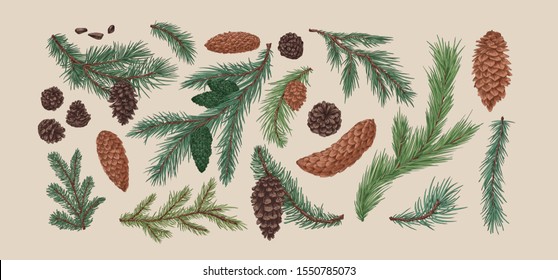 Hand drawn colorful collection of spruce branches and cones. Realistic engraving set of conifer cone isolated on light background. Natural fir, pine, cedar elements. Vector illustration.