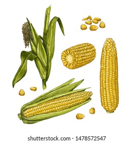 Hand drawn colorful corn