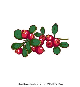 Hand drawn colorful cowberry isolated on white background. Vector illustration