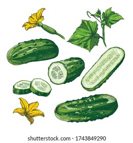 Hand drawn colorful cucumber. Set sketches with cut cucumber, slice, leaf and flower. Vector illustration isolated on white background.