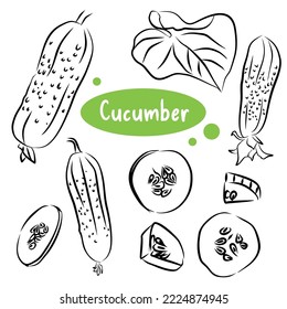 Hand drawn colorful cucumber. Set sketches with cut cucumber, slice, leaf and flower. Vector illustration.