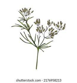 Hand drawn colorful cumin plant with little flowers sketch style, vector illustration isolated on white background. Natural organic product, tasty spice, culinary ingredient