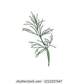 Hand Drawn Colorful Dill Plant Sketch Style, Vector Illustration Isolated On White Background. Natural Organic Herb, Green Tasty Product, Aromatic Culinary Spice