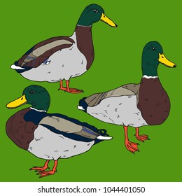 Hand drawn colorful duck collection in vector