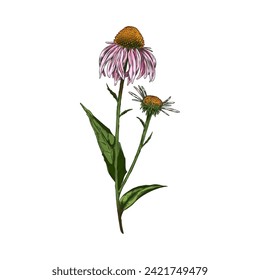 Hand drawn colorful echinacea flower with leaves on stem sketch style, vector illustration isolated on white background. Decorative design element, natural organic plant, healthy herb