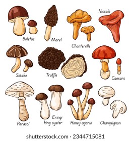 Hand drawn colorful edible mushrooms collection in cartoon style. Autumn design. Boletus, Chanterelle, Honey agaric, Morel, Oyster, King trumpet, Shiitake, Niscalo. Vector illustration isolated on a