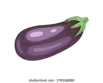 Hand drawn colorful eggplant. Fresh vegetable. Sketched vector illustration