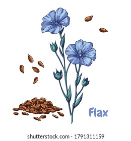 Hand drawn colorful flax flowers and seeds. Vector illustration in retro style isolated on white background.