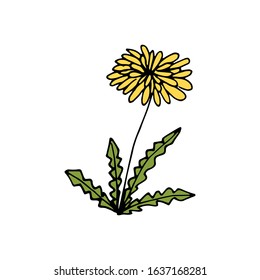 Hand drawn colorful floral element isolated on a white background. Dandelion flower. Doodle, simple outline illustration. It can be used for decoration of textile, paper and other surfaces.
