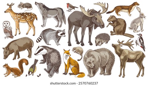 Hand drawn colorful forest animals collection