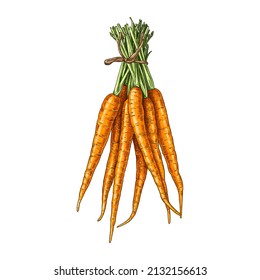 Hand drawn colorful fresh carrot bunch. Vector illustration isolated on white background.