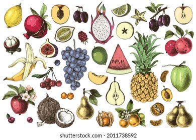 Hand drawn colorful fruits set. Great collection. Sketched vector illustration