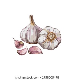 Hand drawn colorful garlic. Whole head of garlic and cloves of garlic. Vector illustration isolated on white background.