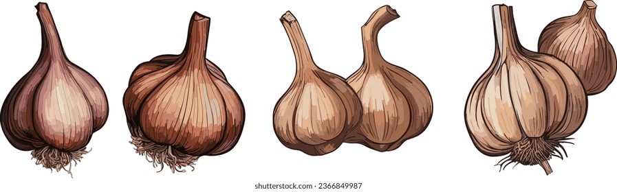 Hand drawn colorful garlic. Whole head of garlic and cloves of garlic. Vector illustration isolated on white background.